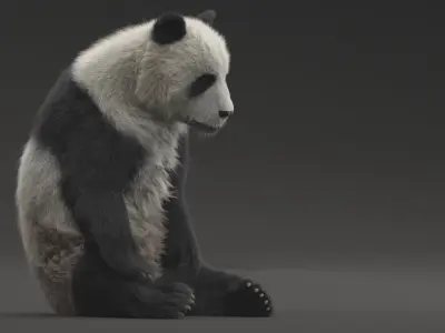 Giant Panda ANIMATED 3D model