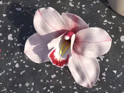 Hybrid Orchid Pink 3D model
