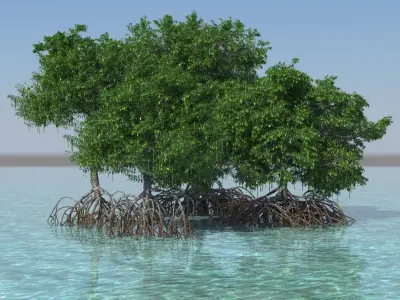 Mangroves 3D model