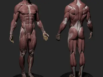Human Anatomy Kit and Female Anatomy Kit Commercial License Low-poly 3D model