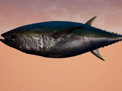 Tuna 3D model bluefin Free low-poly 3D model