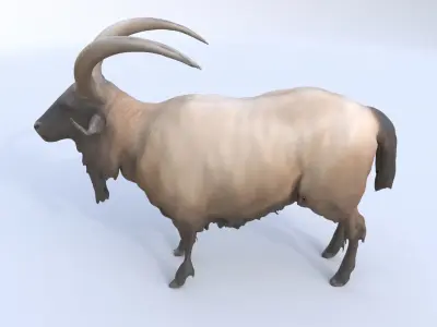 Takin 3D model