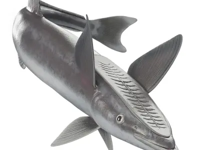  Remora Fish Rigged 