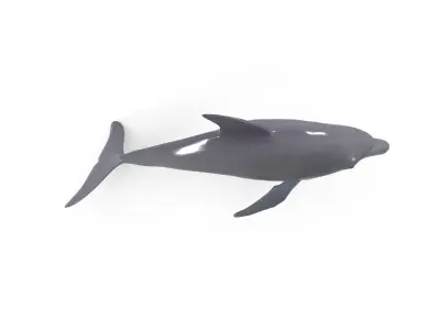 Dolphin jump animation 3D model