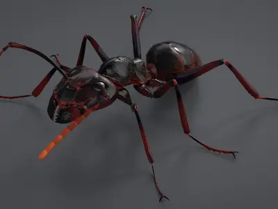 Realistic Black Ant 3D model