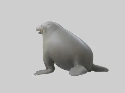 Standing Elephant Seal Model Low-poly 3D model