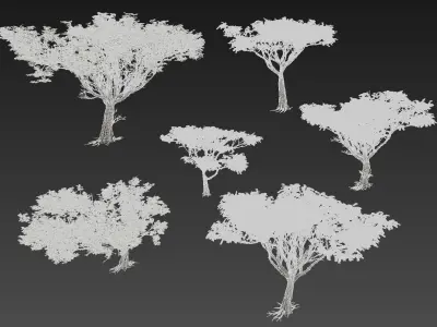 Acacia tree set 3D model