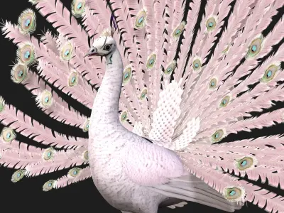 Peacock V3E 3D model
