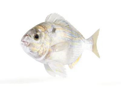 Pinfish fish 3D model