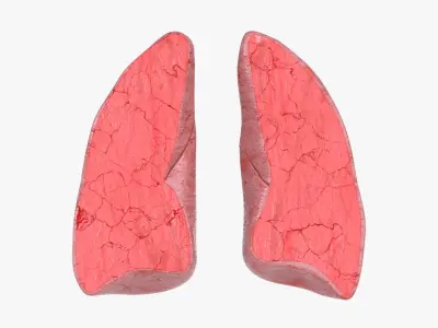  Lungs CrossSection 
