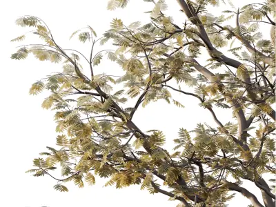Mountain Ash Tree 16 3D model