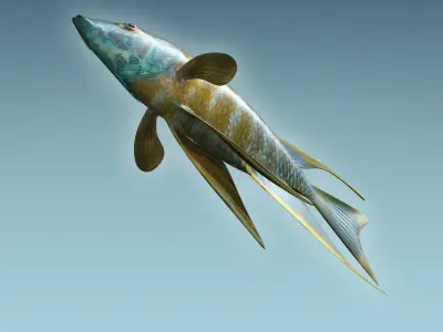 Chicild Fish 3D model