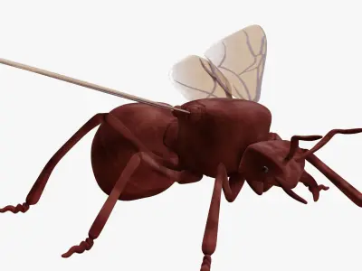 Ant with Wings Low-poly 3D model