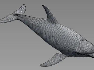 Dolphin Low-poly 3D model 3