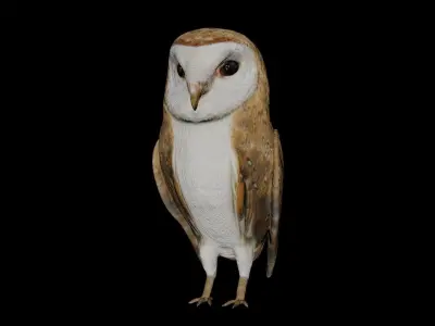 Barn Owl and white goose bird Low-poly 3D model