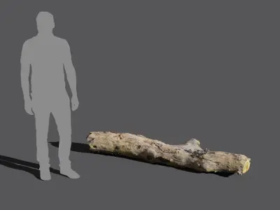  Medium Bare Conifer Log Model 