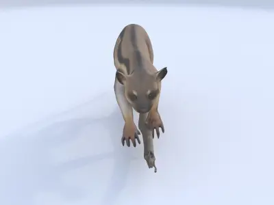 Banded Linsang 3D model