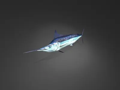 Blue Marlin Low-poly 3D model