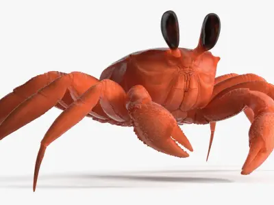  Coastal Burrowing Crab Red 