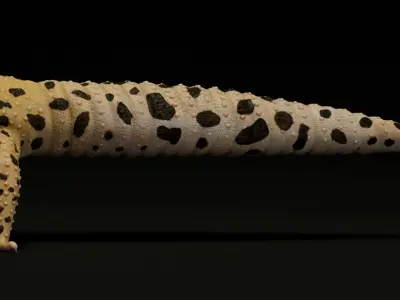  4K Leopard Gecko 