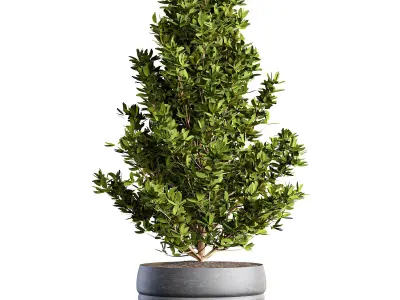 indoor Plant Set 02 3D model