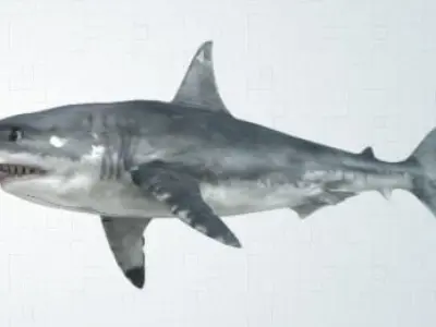 shark great jigsaw puzzle 3D model