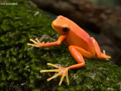 Realistic Tropical Mantella Frog Rigged for Maya 3D model
