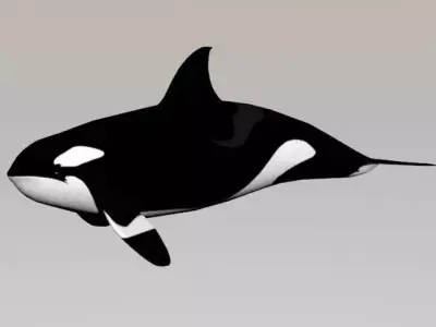 Killer Whale 3D model