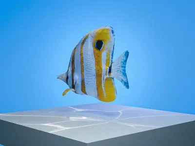 Colorful copperband butterfly reef fish Low-poly 3D model