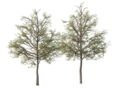 Mountain Ash Tree 09 3D model