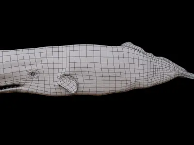Sperm whale Rigged  Low-poly 3D model