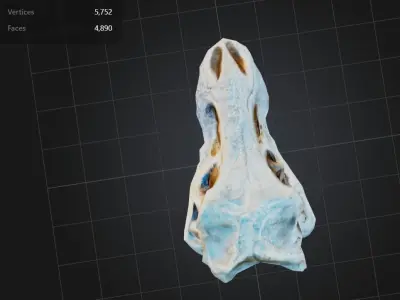 FREE T-Rex Skull Free low-poly 3D model