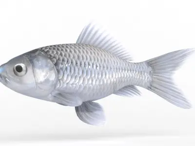 Fish Model 3D model purchase