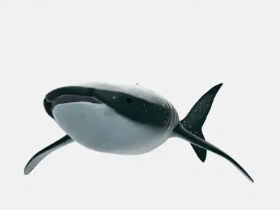 Animated Whale Shark 3D Model Game Ready Low-poly 3D model