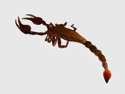 animated scorpion  Low-poly 3D model