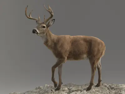 Tiger and Deer ANIMATED Collection 3D model