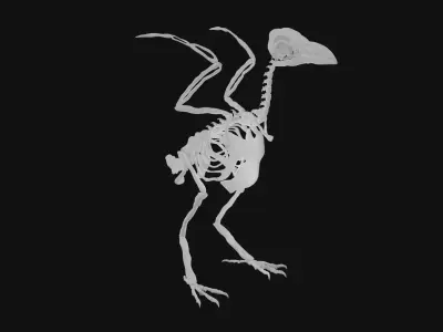 Raven skeleton 3D model purchase