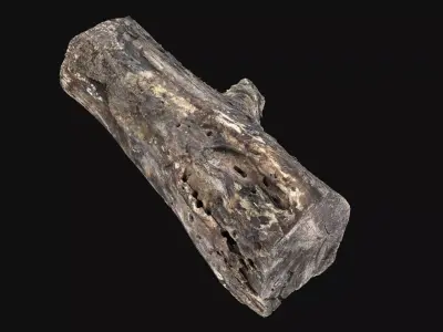 Withered piece of tree wood 3d scan highpoly 3D model