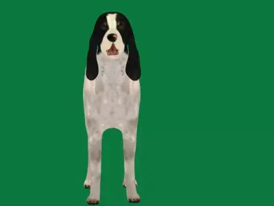 Ariegeois Dog Free 3D model