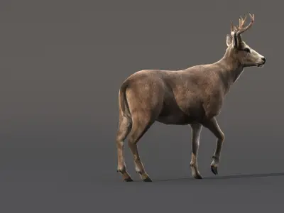Deer Animated (Fur) 3D model