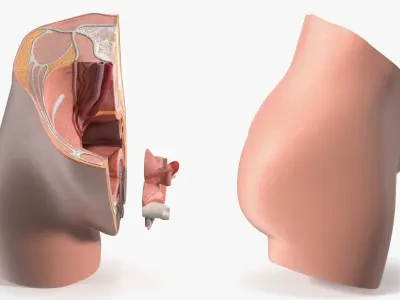  Gynecology Education Cross Section Models Collection 