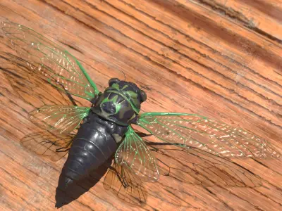 Flying Insects Collection 6 3D model