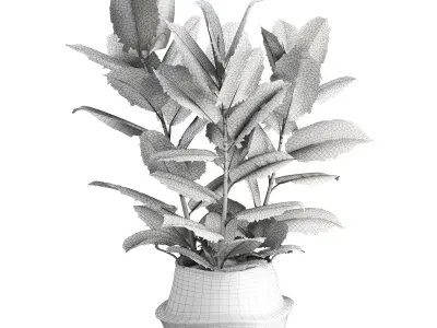 Indoor Plant Ficus in Basket Pot 3D model