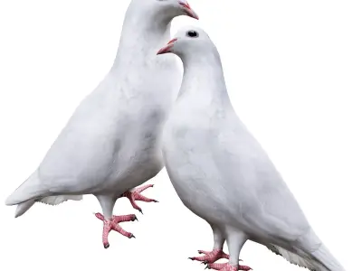 Pigeon pair of pigeons 3D model