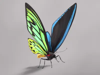 Butterfly Collection 3D model