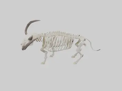 Cape Buffalo Skeleton model Low-poly 3D model