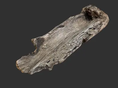 Tree trunk 3D scan 3D model by Shutters