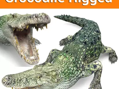 Rigged Crocodile 3d Model  Low-poly 3D model