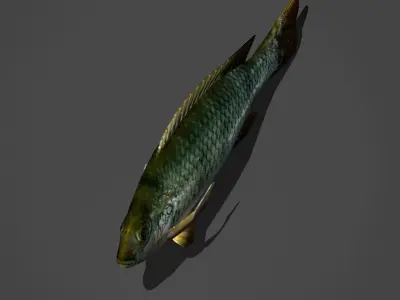 Green Sunfish Low-poly 3D model