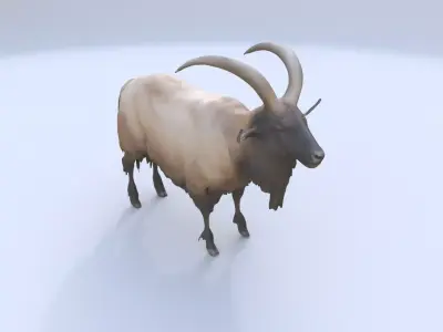 Takin 3D model